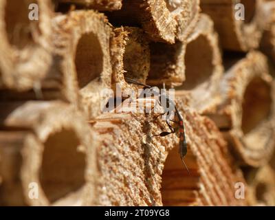 Lesser Pennant / Wild carrot wasp (Gasteruption assectator), a parasite of Yellow-face bees (Hylaeus spp.), inspecting insect hotel nest burrows UK. Stock Photo