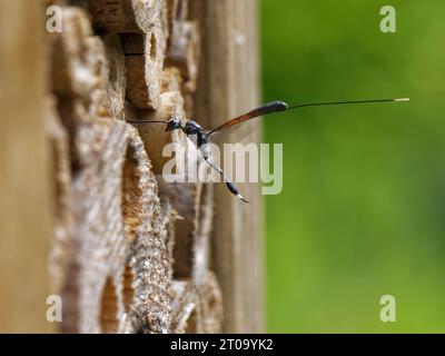 Great pennant / Wild carrot wasp (Gasteruption jaculator) a parasite of solitary bees and wasps, hovering by an insect hotel in search of host nests. Stock Photo