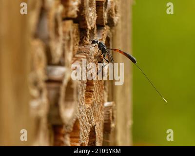 Great pennant / Wild carrot wasp (Gasteruption jaculator), a parasite of solitary bees and wasps, visiting an insect hotel in search of host nests, UK. Stock Photo