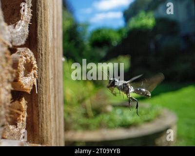 Aphid wasp (Pemphredon sp.) flying to an insect hotel with a paralysed Rose aphid (Macrosiphum rosae) to stock its nest with, Wiltshire, UK, August. Stock Photo