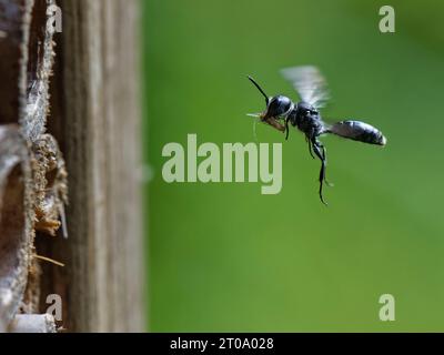 Aphid wasp (Pemphredon sp.) flying to an insect hotel with a paralysed Rose aphid (Macrosiphum rosae) to stock its nest with, Wiltshire, UK, August. Stock Photo