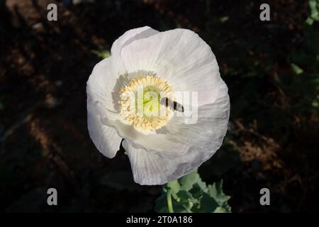Flores de campo, amapola blanca o adormidera Stock Photo