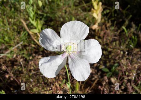 Flores de campo, amapola blanca o adormidera Stock Photo