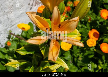 Flores de jardín, azucena Stock Photo
