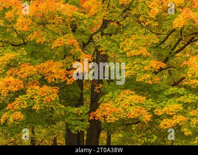 A colorful sugar maple tree on a pretty autumn day in northern Wisconsin. Stock Photo