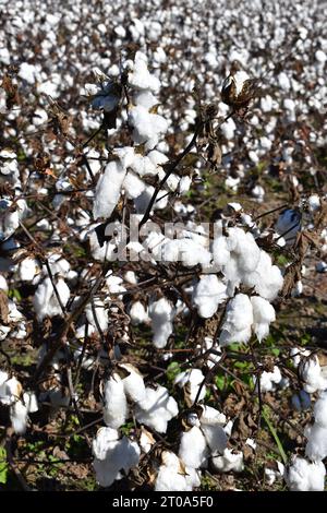 A field of Cotton growing in North Carolina. Stock Photo