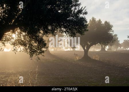 Amanecer con niebla en el Olivar Stock Photo