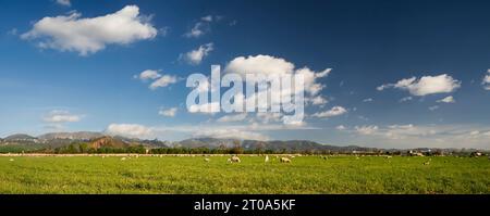 In the idyllic landscapes of Mallorca, a flock of sheep grazes peacefully in a lush green field under the clear blue sky. The gentle breeze rustles th Stock Photo