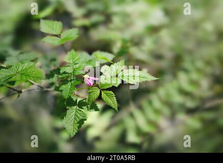 Pink salmonberry flower on branch in the forest. Known as Rubus spectabilis. A wild berry shrub with edible berries, growing in coastal forest at the Stock Photo