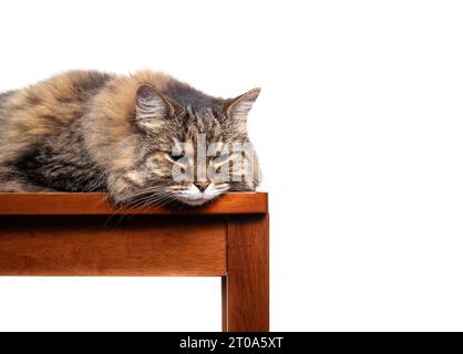 Isolated cat lying on chair sideways while looking at camera. Front view of fluffy long hair tabby cat resting head on chair with relaxed or bored bod Stock Photo