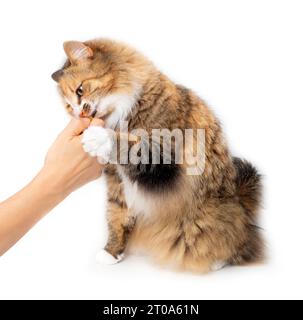 Cat biting finger of person trying to get kibbles from the hand. Cute hungry kitty grabs pet owners hand while sitting sideways. Fluffy female long ha Stock Photo