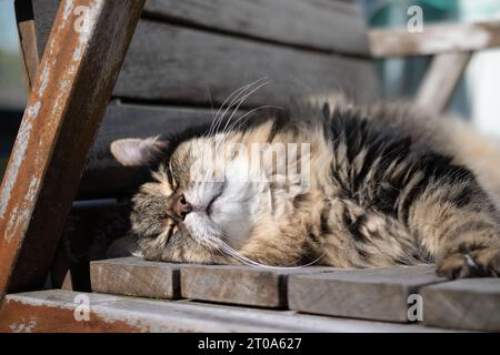 Fluffy cat sunbathing while lying on a chair, outside in the sun. Happy long hair tabby cat is sleeping on the patio in a wooden chair. 16 years old f Stock Photo