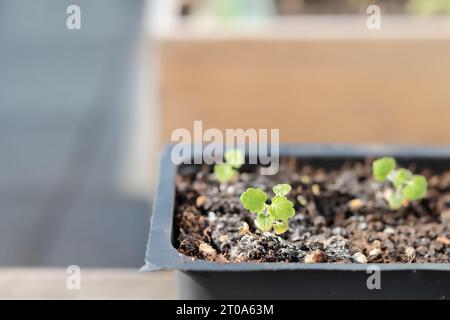 Young catnip seedling hardening-off to be transplanted in garden. Group of tiny catmint plants planted for cats who love to eat, chew, rub and roll on Stock Photo