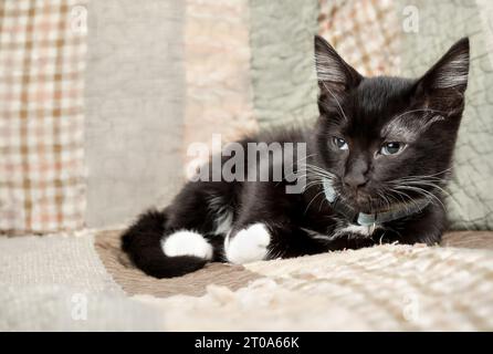 Tired black kitten on sofa with a quilt blanket. Cute 8 weeks old male cat is tired from playing and ready to sleep. Black and white tuxedo kitty look Stock Photo