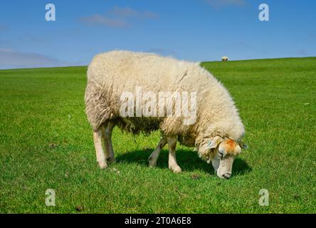 Schaf am Deich nahe Achsum, Sylt, Schleswig-Holstein, Deutschland Stock Photo