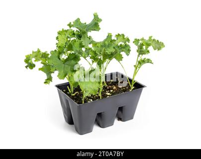 Kale plants in seed tray, ready to plant or transplant in garden or vegetable bed. Group of young green curly kale seedling known as Starbor Kale, Lea Stock Photo