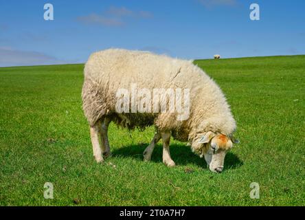 Schaf am Deich nahe Achsum, Sylt, Schleswig-Holstein, Deutschland *** Sheep on dike near Achsum, Sylt, Schleswig Holstein, Germany Stock Photo