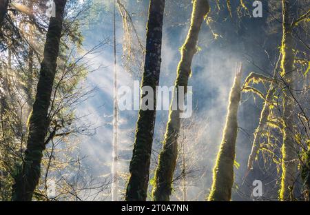 Sunbeams shining through the trees. Misty morning. The steam is rising from the moss covered trees. BC rainforest. Lower Seymour, Fisherman's Trail. N Stock Photo