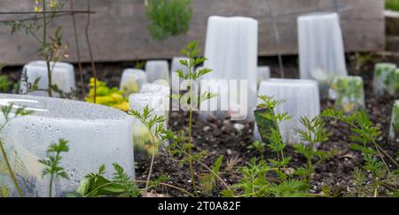 Plant bells or cloche on young vegetable seedlings in outside garden bed during spring. Individual plastic containers are used to protect plants frost Stock Photo
