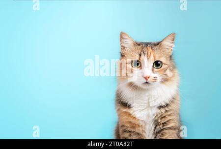 Fluffy kitty looking at camera on blue background, front view. Cute young  long hair calico or torbie cat sitting in front of colored background with Stock Photo