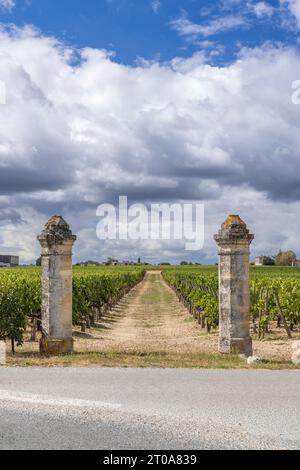 Typical vineyards near Chateau Petrus, Pomerol, Aquitaine, France Stock Photo