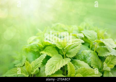 Beautiful lemon balm leaves background with sunrays and bokeh. Medicinal herb with green yellow leaves. Used for healing and balms. Known as balm gent Stock Photo