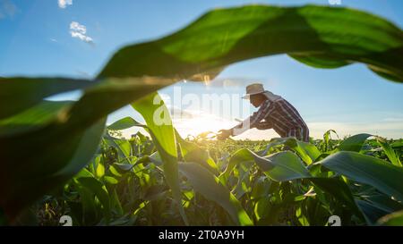 Agriculture, Asian senior farmer working in the agricultural garden of Corn field. Stock Photo