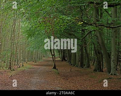single isolated twisted twin-trunked tree rises from open pathway space between birches on left and beech trees on right in Midlands, England, UK Stock Photo