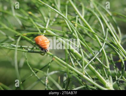 Ladybug pupa attached on fennel fronds. Macro of third stage of ladybug life cycle with spiky visible parts of larva stage. Ladybug or ladybird life c Stock Photo