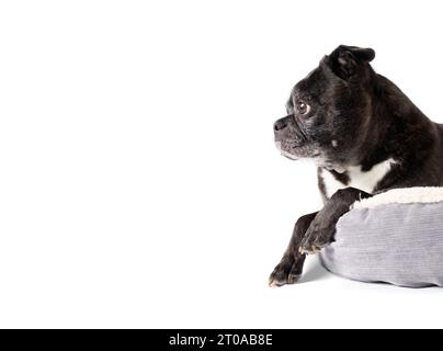 Cute dog in dog bed. Side profile of senior dog lying on pillow with dangling front paws. Relaxed body language. 9 years old female black boston terri Stock Photo