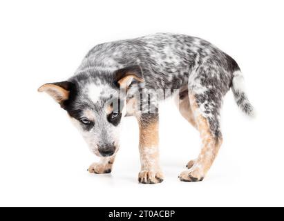 Insecure puppy standing sideways while looking at camera. 9 week old puppy dog unsure, weary or low confidence body language. Australian heeler Stock Photo