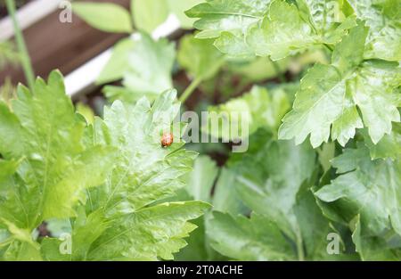 Ladybug on celery leaf. Top view of ladybug on celery plants in a garden vegetable planter. Beneficial insect for aphid control. Also known as ladybir Stock Photo