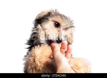 Fluffy puppy biting or gnawing finger of person trying to get kibbles in hand. Cute puppy dog grabbing or holding owners hand. Black and brown male mo Stock Photo