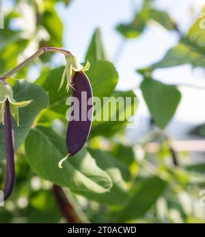 Purple pea pod on branch, ready for harvest. Close up of Purple Mist Snow Pea heirloom plant growing in roof top garden. Urban self-sufficient small s Stock Photo