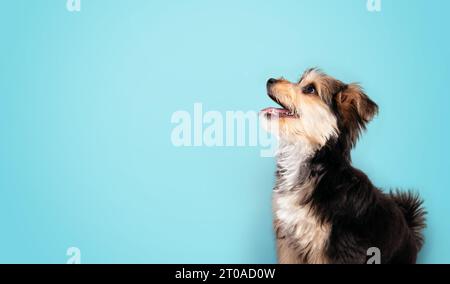 Cute puppy with blue background. Fluffy little puppy sitting sideways while looking up with mouth open. 4 months old male morkie dog with long black a Stock Photo