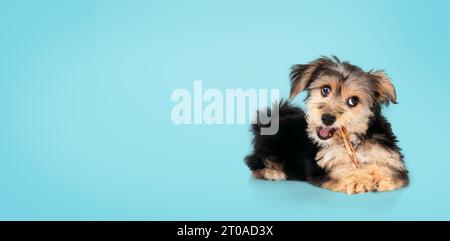 Cute puppy with dental stick in mouth on blue background. Fluffy black and brown puppy teething. 4 months old male morkie dog chewing on a chew stick Stock Photo