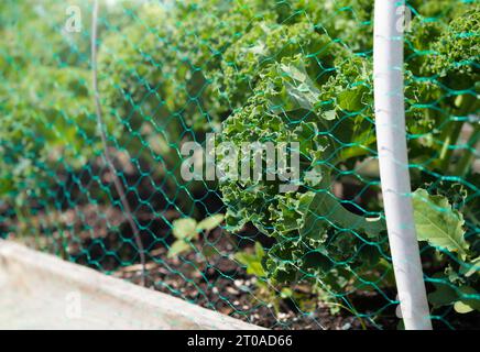 Curly kale plants inside netting in garden or raised bed, outside. Brassica vegetables with under mesh as protection from Cabbage White Butterfly. Gro Stock Photo