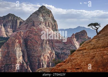 Bridge Mountain and lone tree in Zion National Park from the side of East Temple Mountain Stock Photo