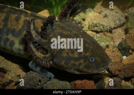 Closeup on the cvritically endangered Mexican neotenic Anderson's salamander,Ambystoma andersoni, underwater Stock Photo