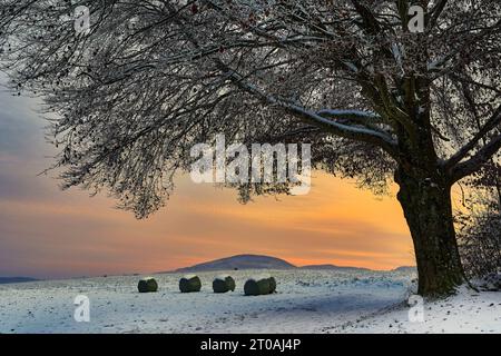 Snow-covered beech trees on the Hägenberg near Zwingen, Laufental, Baselland, Switzerland Stock Photo