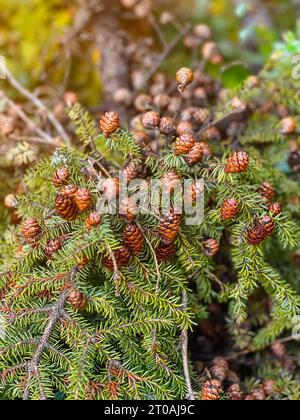 Branch of Canadian pine tree with cones after rain in the forest Stock Photo