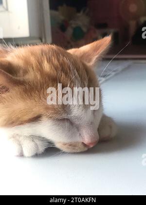 The head of a red cat with white spots. He sleeps with her head on the floor. Stock Photo