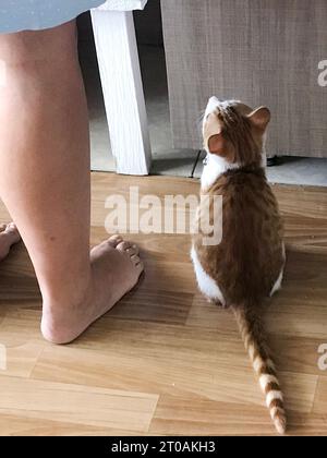 Red cat with white spots. Sits at the feet of the hostess. Stock Photo