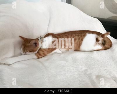 Red cat with white spots. He sleeps in a bizarre position. On a green carpet. Stock Photo