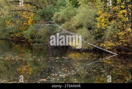 Autumn pond with yellow leaves on the surface of the water in the park in fall Stock Photo