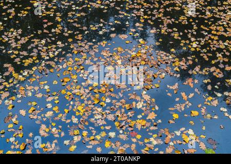 Autumn pond with yellow leaves on the surface of the water in the park in fall Stock Photo