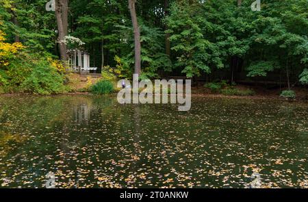 Autumn pond with yellow leaves on the surface of the water in the park in fall Stock Photo