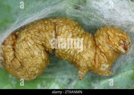 Silver Y caterpillar (Autographa gamma) parasitized by parasitoid  wasps of the family Braconidae. Stock Photo