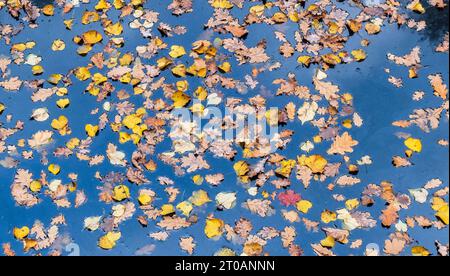 Autumn pond with yellow leaves on the surface of the water in the park in fall Stock Photo