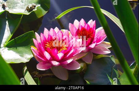 Close up Beautiful Pink Lotus, Water Lily. Two bright beautiful pink lotus flowers on the pond with little green frog on leaf. Stock Photo